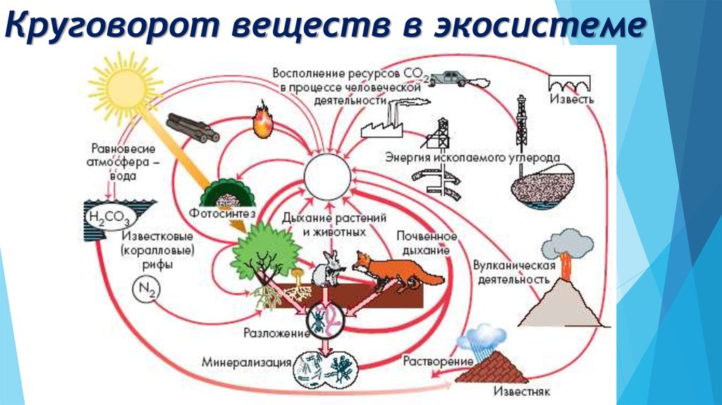 Круговорот веществ и энергии в природе схема