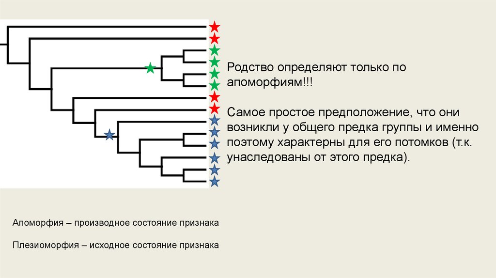 Факты состояния родства. Плезиоморфное состояние признака. Апоморфия.