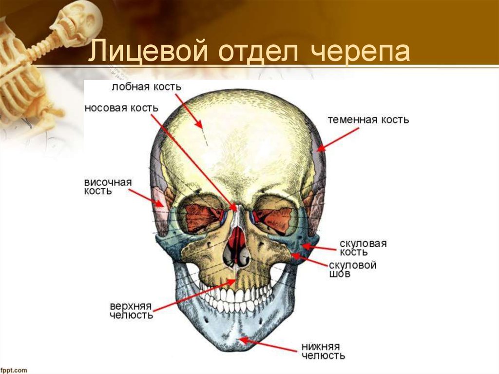 Лобная отдел скелета. Кости лицевого отдела черепа анатомия. Кости лицевого отдела черепа сбоку. Строение костей лицевого черепа. Строение лицевого отдела черепа.