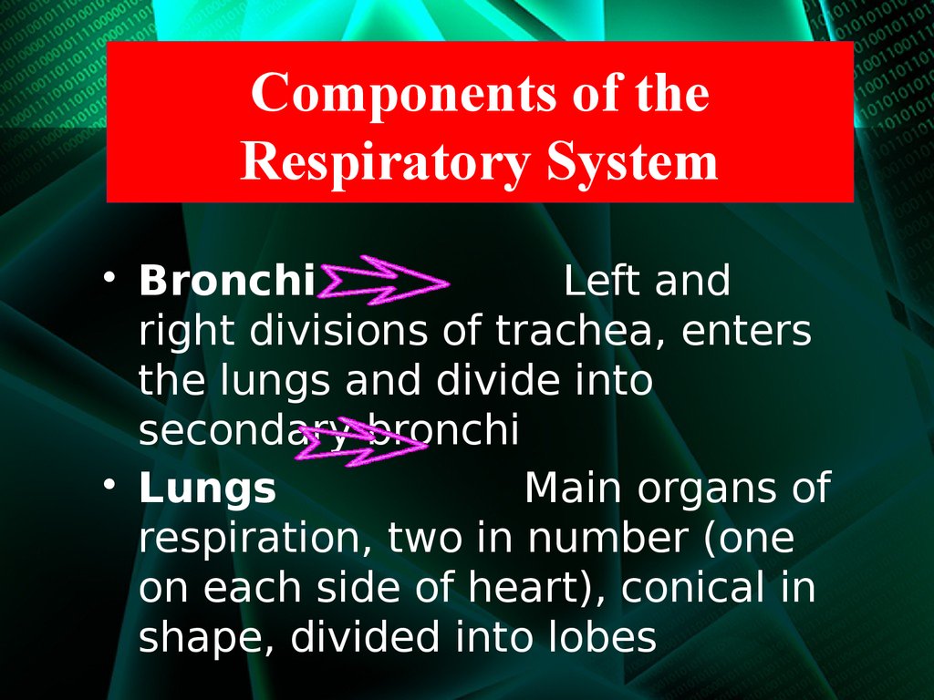 Components of the Respiratory System