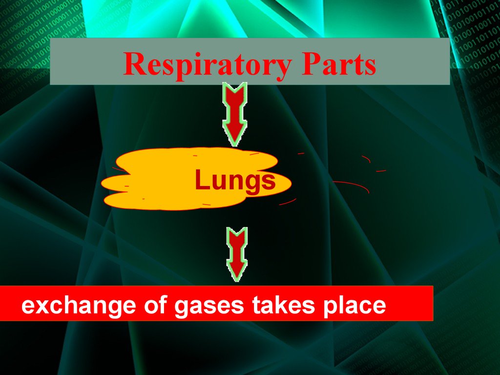 Respiratory Parts