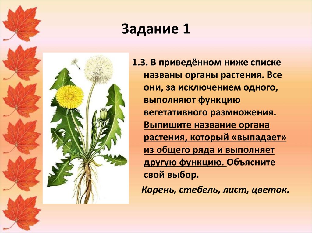 Выпишите название цветов. В приведенном ниже списке названы органы растения. Выпиши названия растений. Растения выпадающий из общего ряда. Биология назовите орган растения которого приводится ниже.