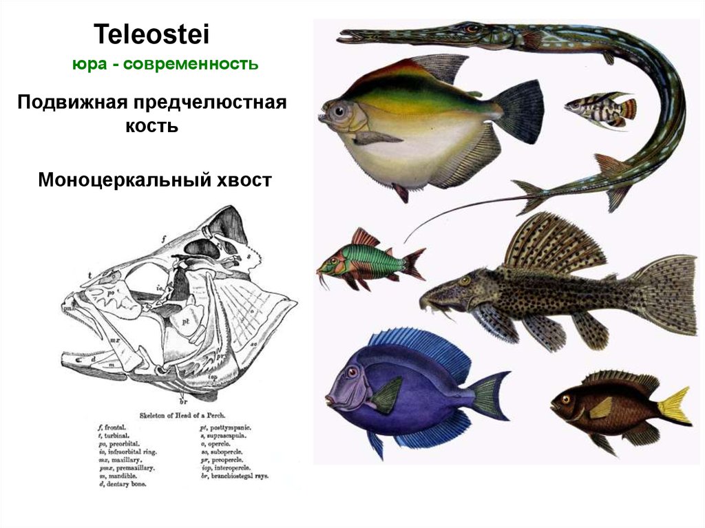 Какие рыбы относятся к классу костные