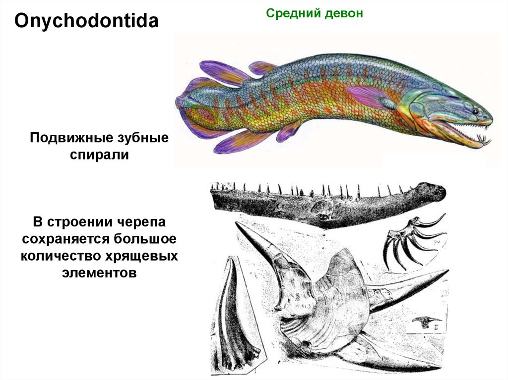 Костные рыбы примеры