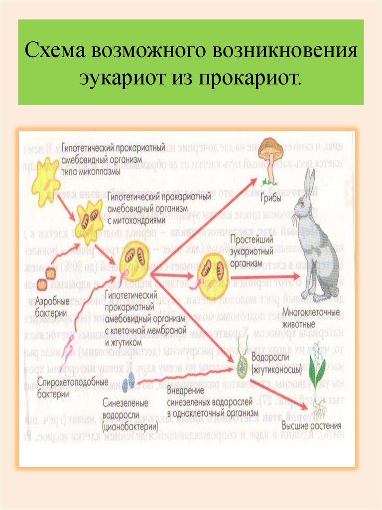 Установите последовательность эукариот. Схема симбиотического возникновения эукариот. Схемы возможного происхождения эукариот. Схема питания эукариот. Схема образования эукариот.