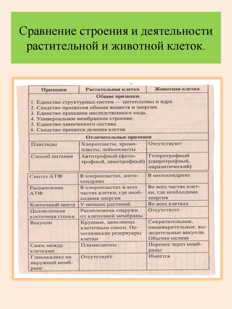 Сравнительная характеристика растительной и животной клетки