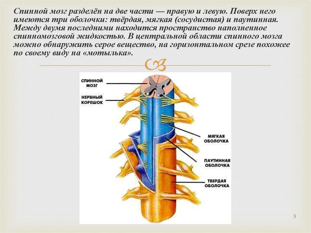 Перекресты спинного мозга. Спинной мозг защищён 3 оболочками. Спинной мозг разделен на. Спинной мозг разделен на левую и правую части. Спинной мозг разделен на две.