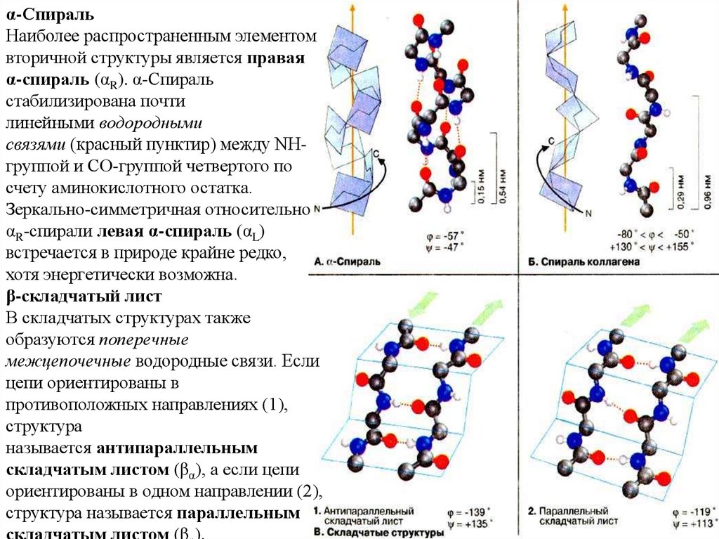 Вторичная структура белка поддерживается связями