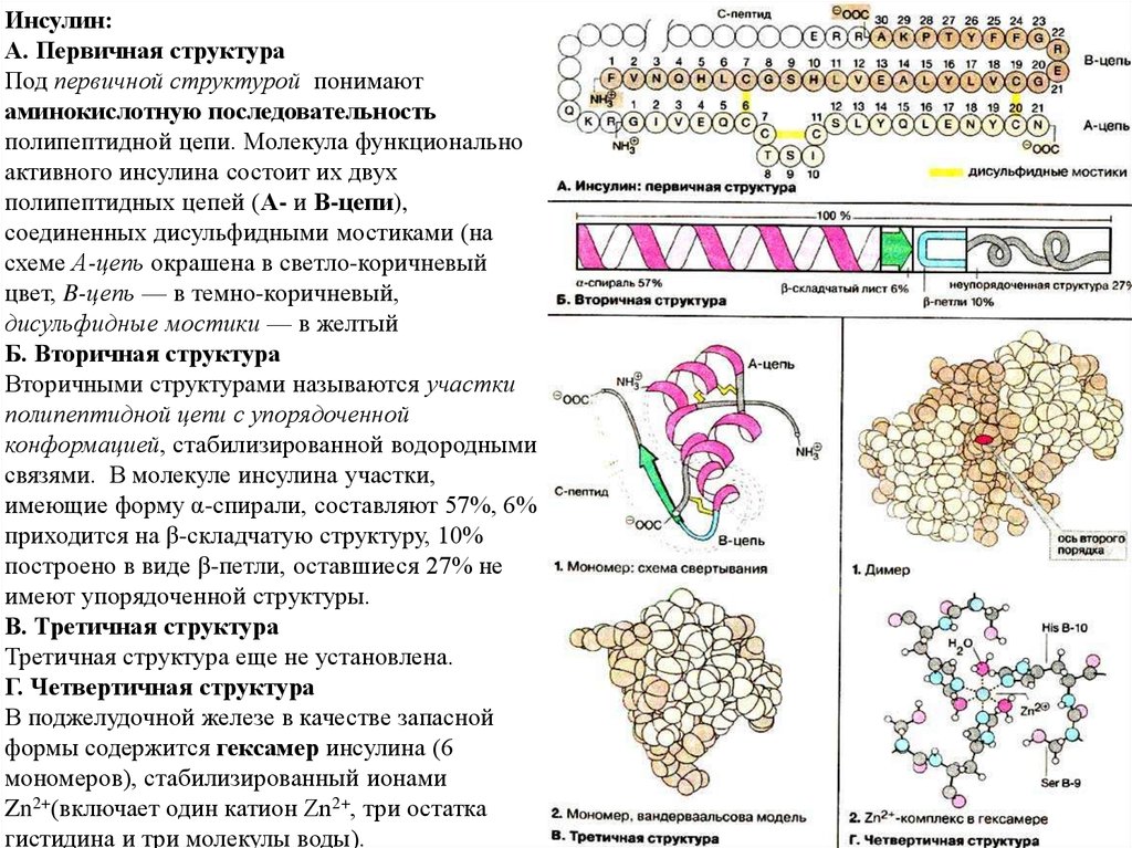 Молекулы имеют первичную вторичную третичную четвертичную структуры. Первичная структура молекулы инсулина. Инсулин первичная вторичная третичная структура. Инсулин структура. Строение инсулина вторичная структура.