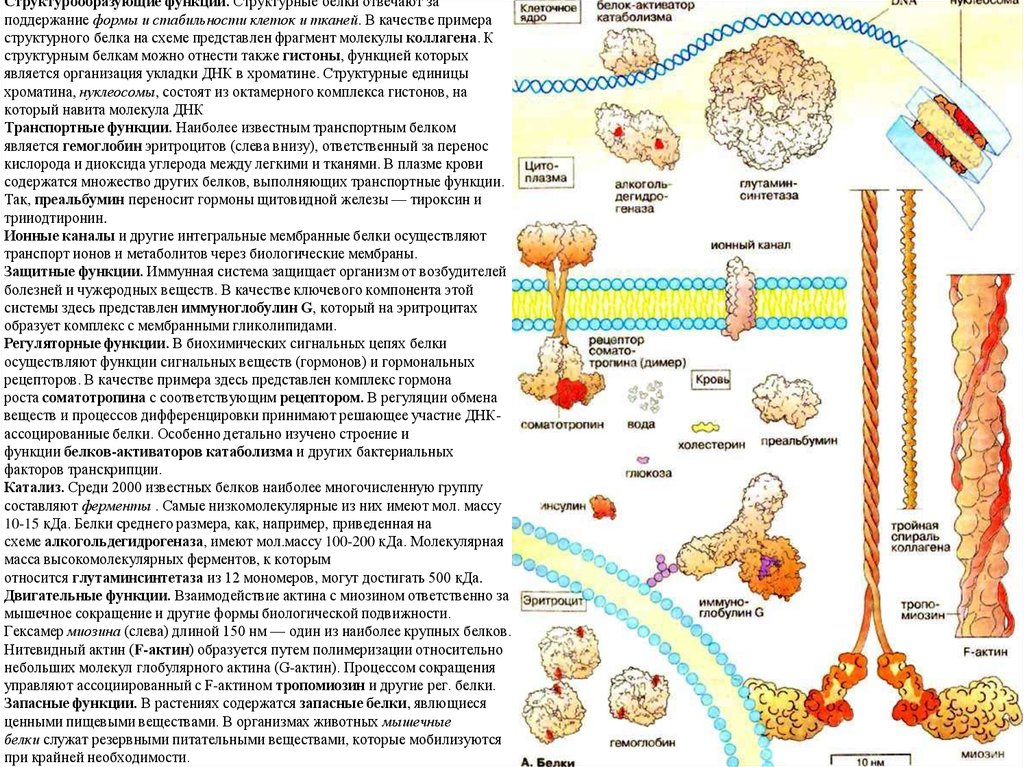 Функции белков растения. Структурные белки функции. Белок структурная функция. Структурная функция белков. Функции белков схема.