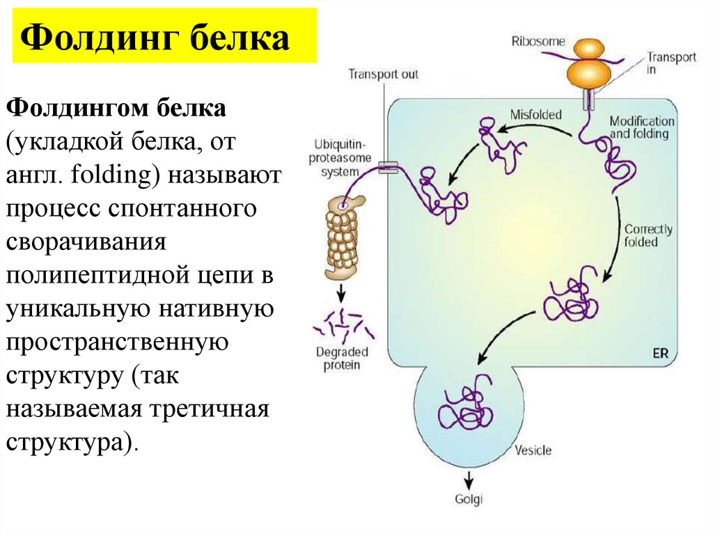 Фолдинг белка. Посттрансляционные модификации белков фолдинг. Фолдинг белка шапероны. Фолдинг полипептидных цепей. Процесс фолдинга белка.