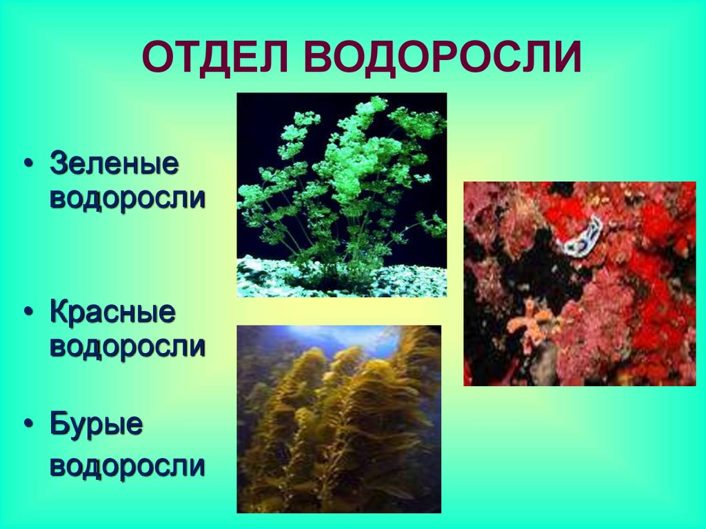 Разнообразие водорослей биология. Сообщение о водорослях. Проект про водоросли. Водоросли по биологии. Водоросли зеленые бурые красные.