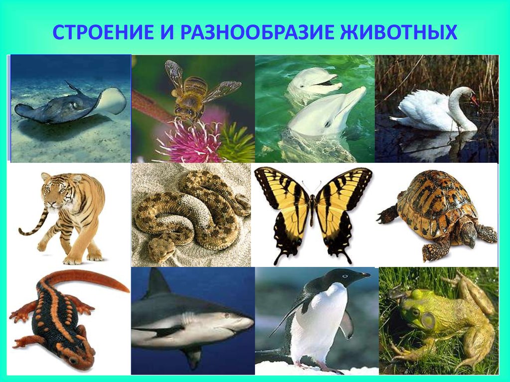 Царство животные рыбы. Разнообразие животных. Разнообразие царства животных. Разнообразие животных слайд.