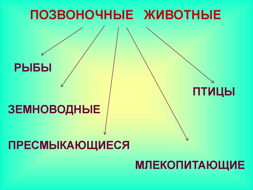 Жизнедеятельность позвоночных животных