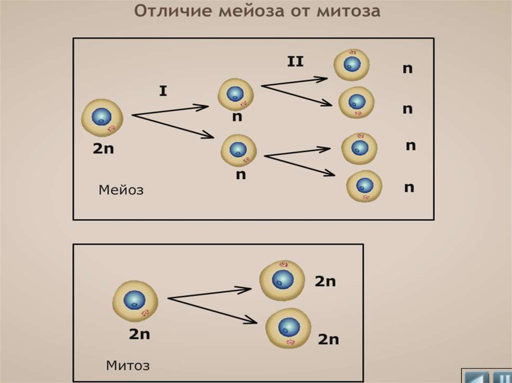 Установите соответствие между признаками и фазами митоза обозначенными цифрами на схеме выше