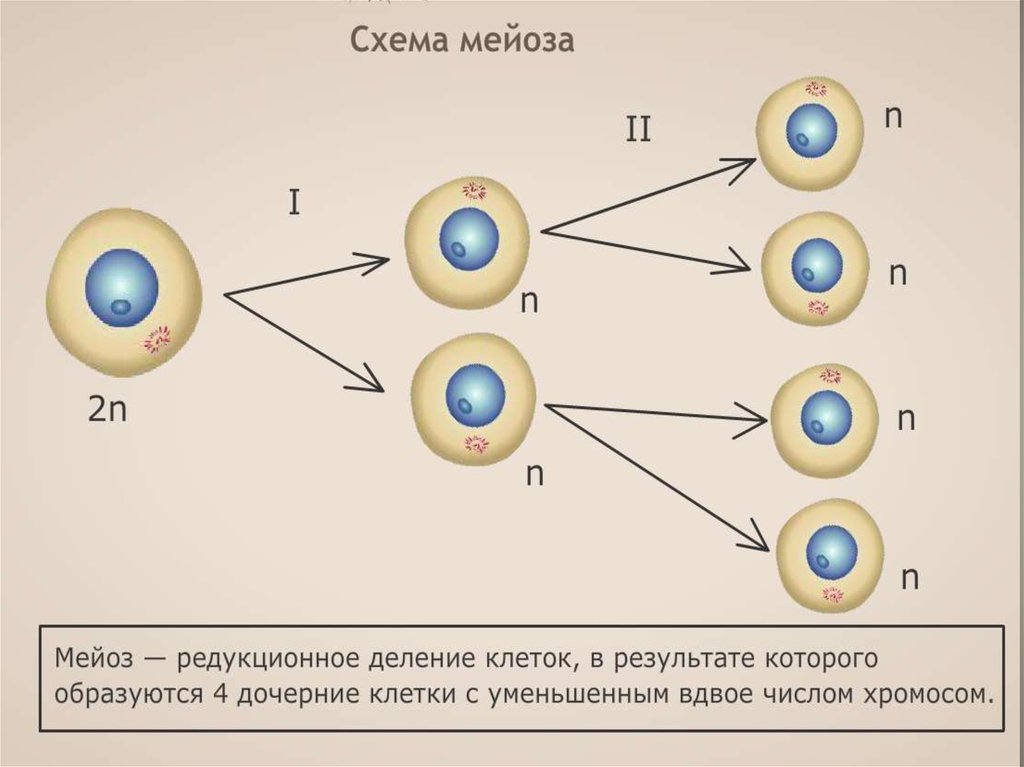 2 n 8. Схема трехкратного деления клеток. Приведите схему трехкратного деления клетки. Половое размножение мейоз. Клетки в результате мейоза.