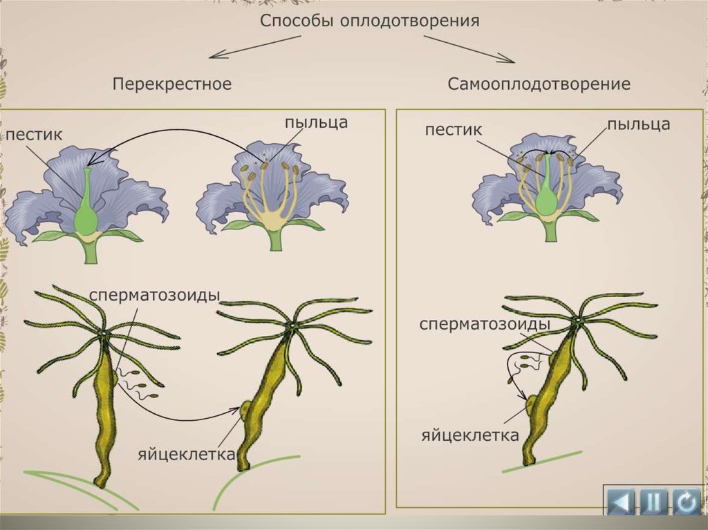 Виды оплодотворения схема