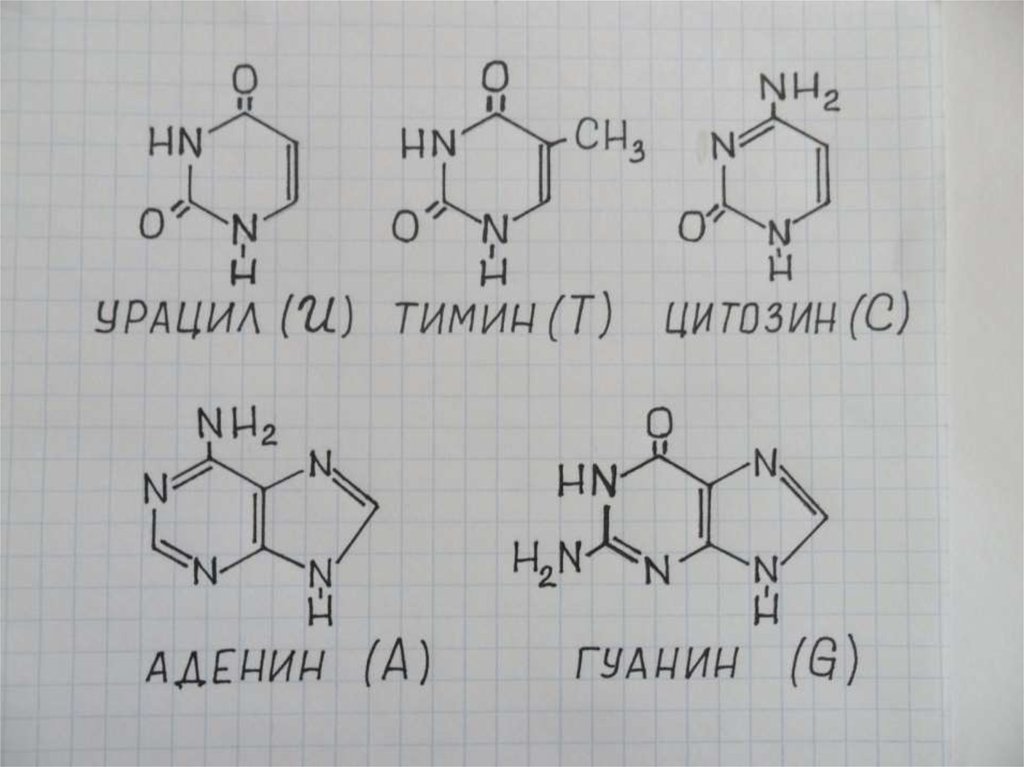 Нуклеотиды содержащие тимин