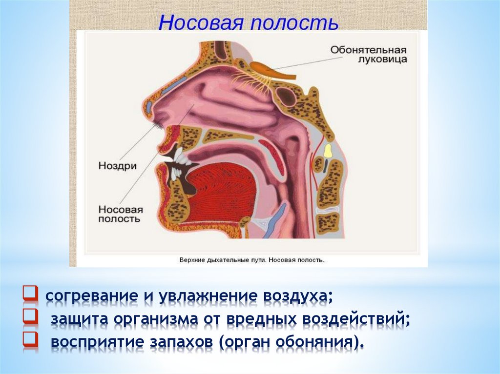 Носовые полости функции органа