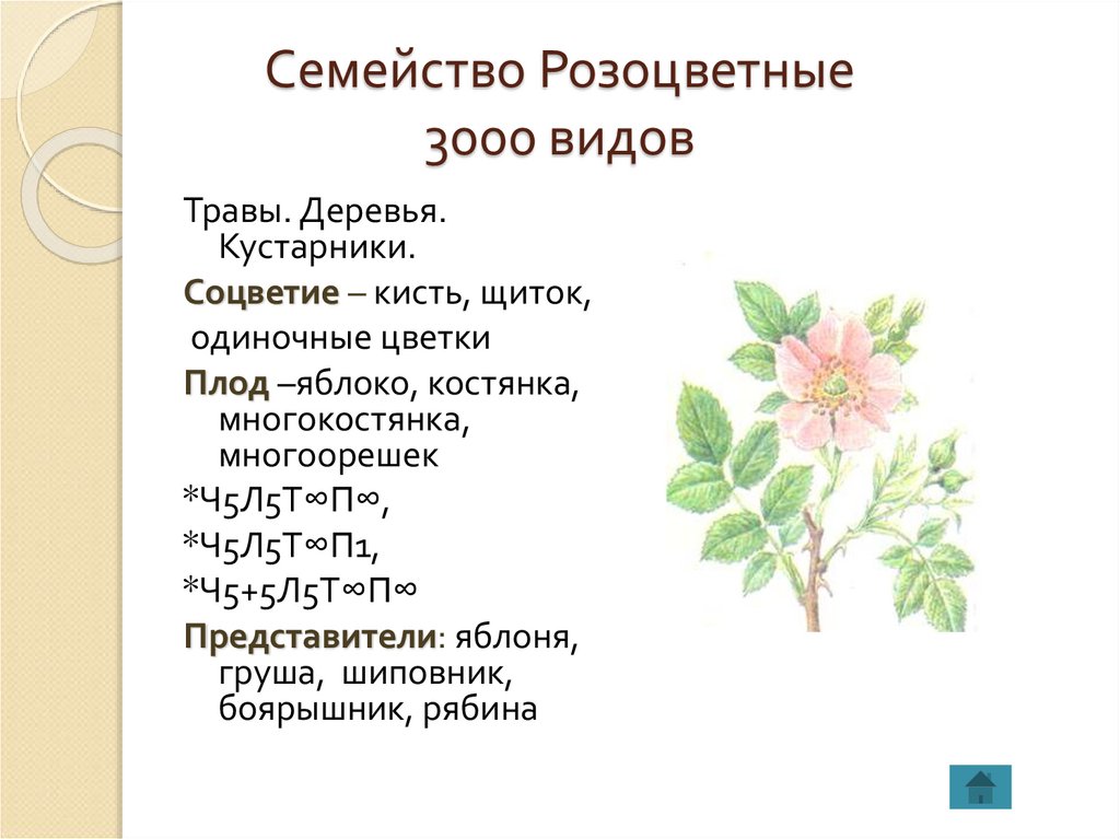 Виды семейства растений. Растения семейства Розоцветные. Растения семейства рощовоцветных. Розоцветные формула цветка соцветие плод. Семейство Розоцветные ,плодоцветие.