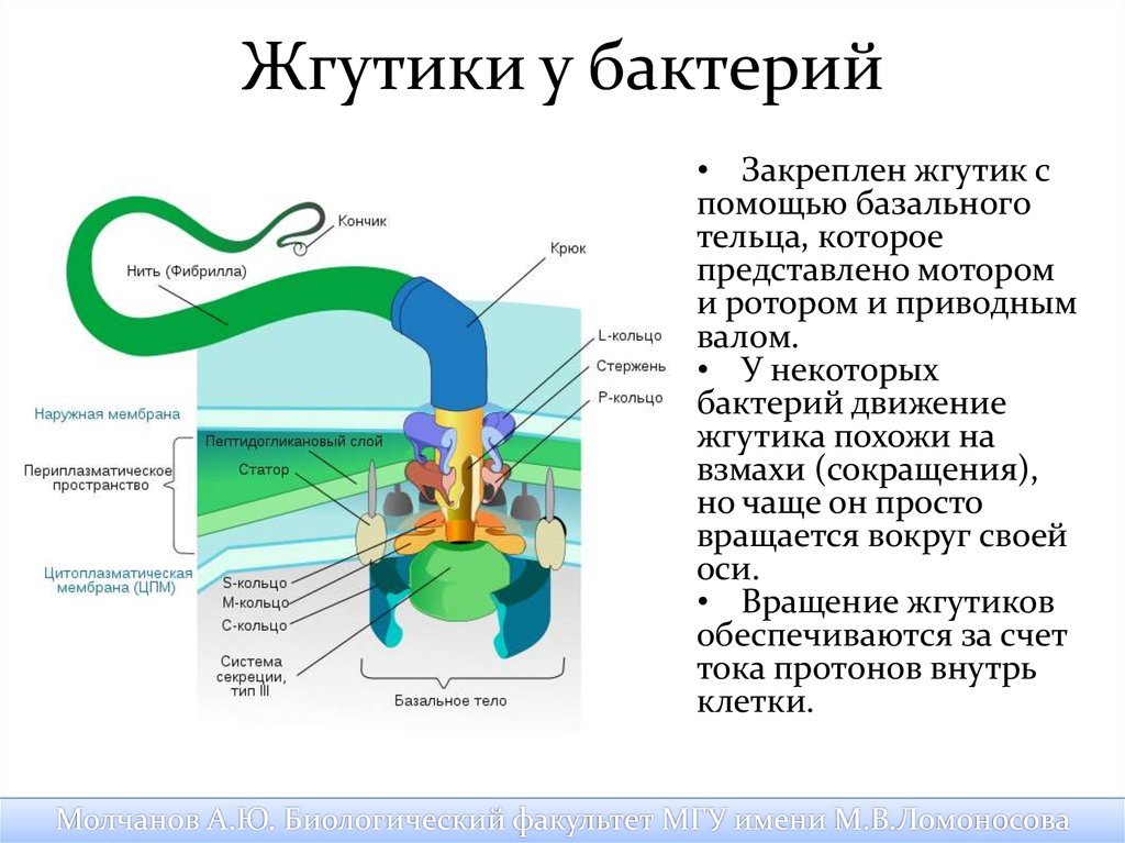 Жгутиковая бактерия фото