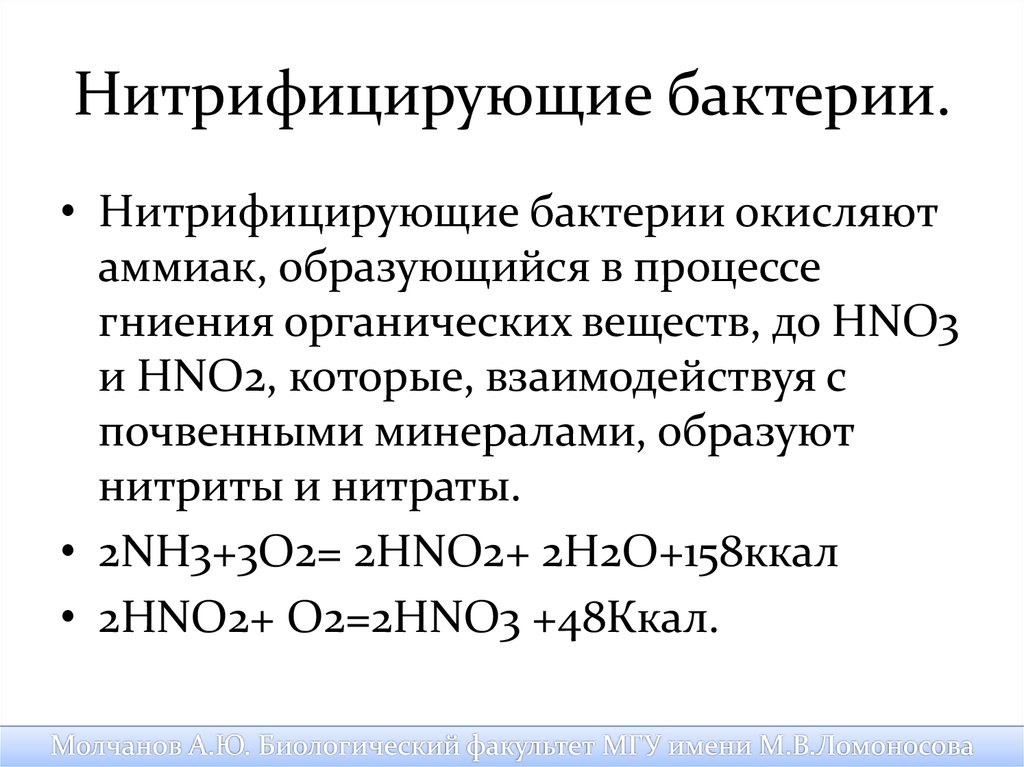 Нитрифицирующие бактерии. Нитрифицирующие бактерии реакции. 2. Нитрифицирующие бактерии. Нитрифицирующие бактерии окисляемые вещества. Нитрифицирующие бактерии уравнение реакции.