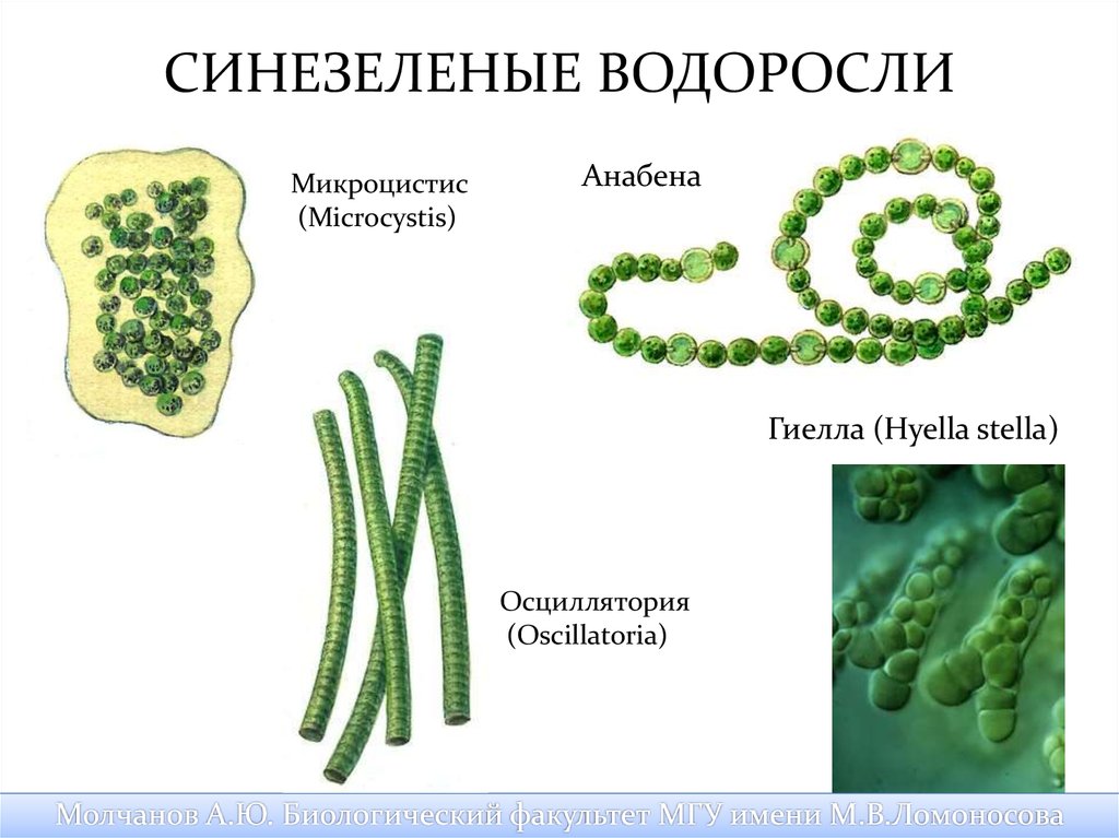 Отдел зеленые водоросли представители. Синезелёные водоросли представители. Синезеленые цианобактерии. Синезелёные водоросли цианобактерии. Сине-зеленые водоросли носток.