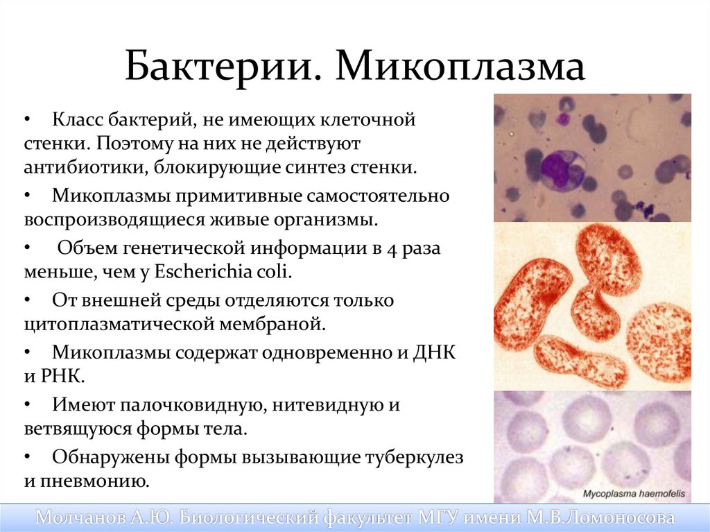 Микоплазма как передается. Микоплазмы бактерии. Микоплазмы микробиология. Микоплазмы примеры микробиология. Микоплазмы форма.