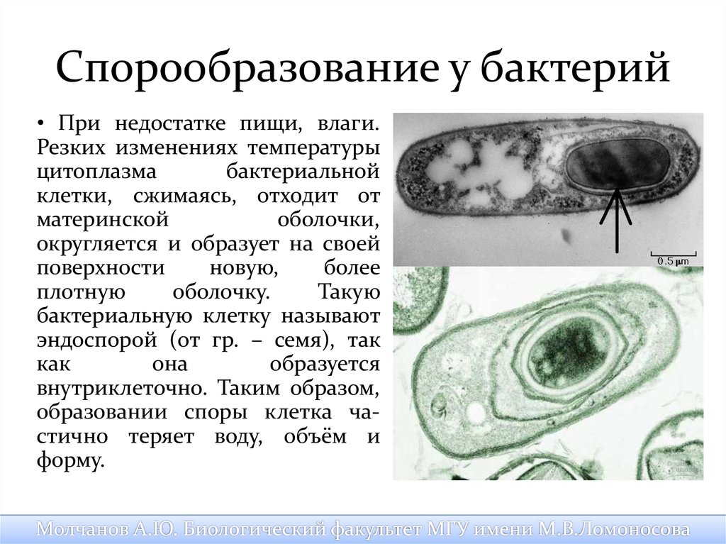 Споры бактерий. Спорообразование царство бактерии. Спорообразование спор у бактерий. Механизм спорообразования у бактерий. Процесс спорообразования у бактерий.