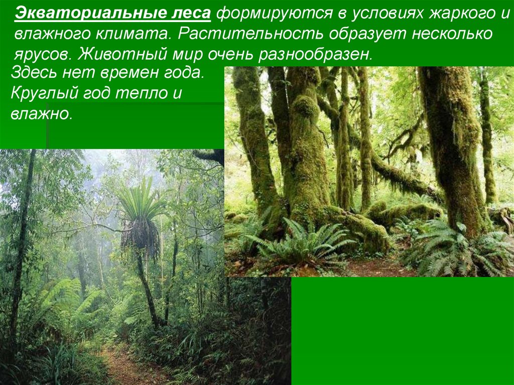 Влажные экваториальные леса условия жизни. Ярусность в экваториальном лесу. Растения экваториальных лесов. Приспособление животных к экваториальным лесам. Климатические условия экваториального леса.