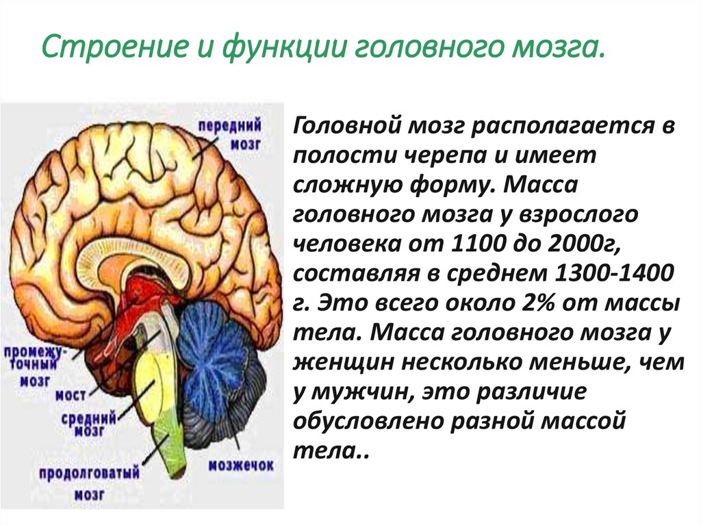 Особенности головного мозга ребенка. Биология отделы головного мозга. Мозжечок строение и функции. Строение и функции отделов головного мозга. Функции мозжечка в головном мозге кратко.