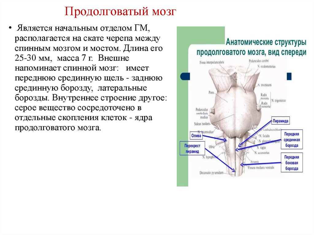 Капилляр щитовидной железы продолговатый мозг. Латеральная борозда продолговатого мозга. Боковая поверхность продолговатого мозга. Задняя срединная борозда продолговатого мозга. Ядра продолговатого мозга.