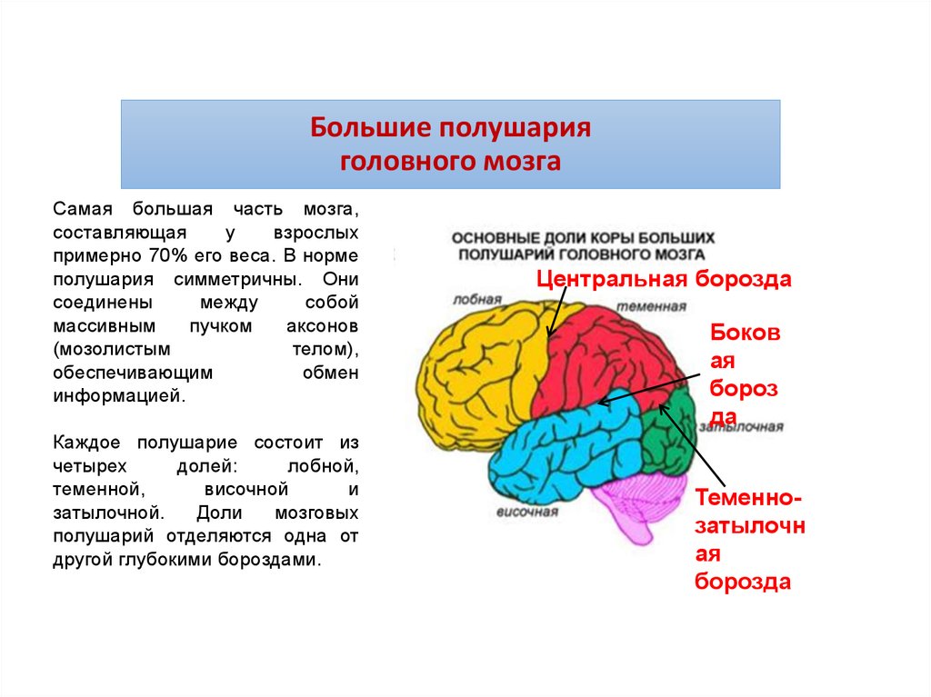 6 долей мозга. Доли полушария большого мозга биология 8 класс. Таблицу функций долей больших полушарий мозга.. Доли и зоны коры больших полушарий головного мозга функции. Функции долей коры головного мозга.