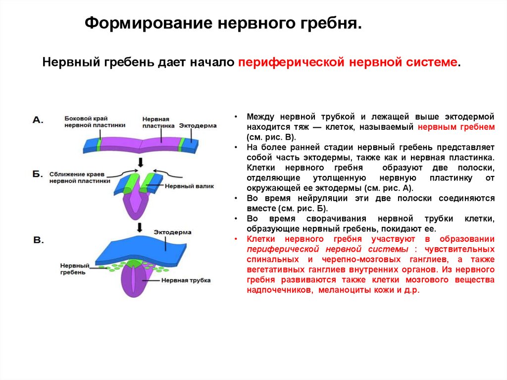 Установите последовательность образование нервной трубки