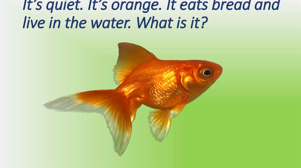 It’s quiet. It’s orange. It eats bread and live in the water. What is it?