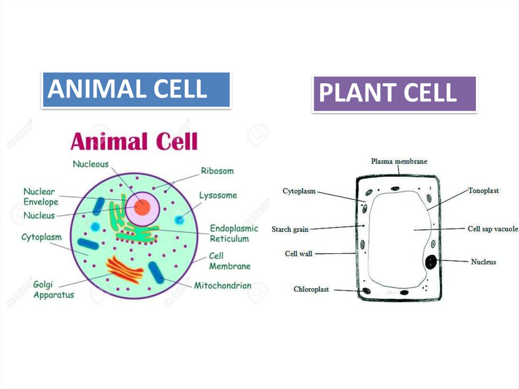 Cell Organization Online Presentation