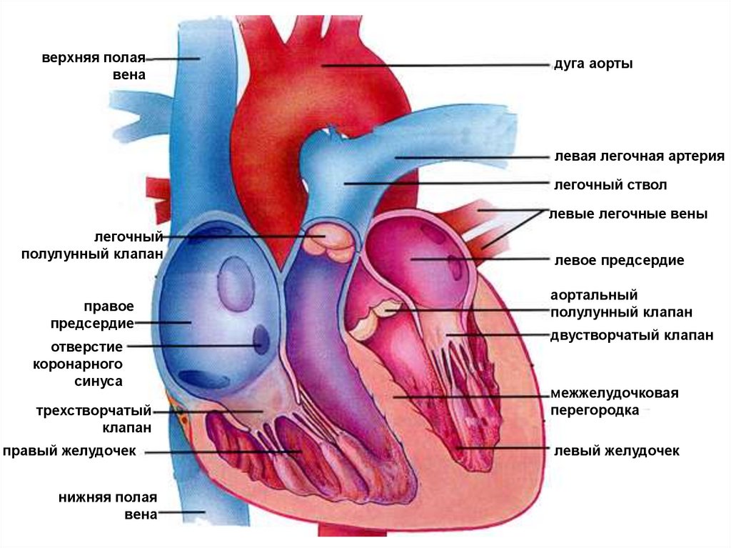 Отверстия в предсердиях. Строение сердца легочный ствол аорта. Строение сердца клапан аорты. Сердце анатомия легочная артерия. Строение сердца дуга аорты.