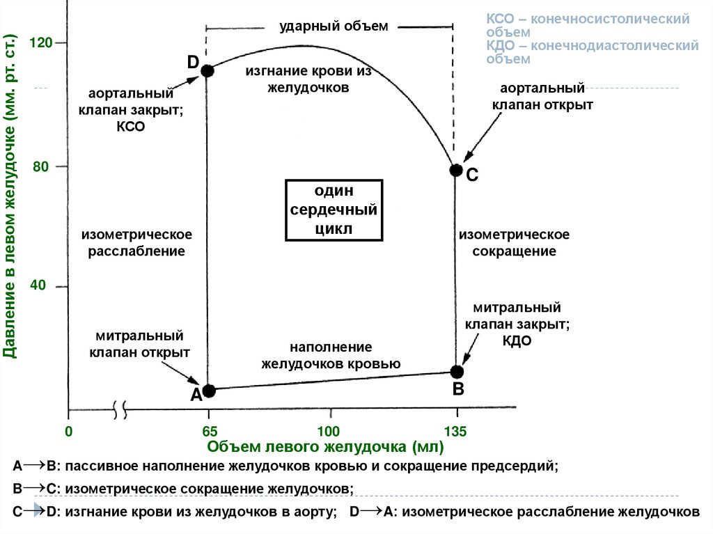 Диаграмма давления и объема крови для желудочков сердца