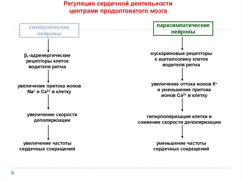 Регуляция сердечной деятельности. Схема регуляции сердечной деятельности. Регуляция деятельности сердца схема. Механизмы регуляции сердечной деятельности. Уровни регуляции сердечной деятельности физиология.