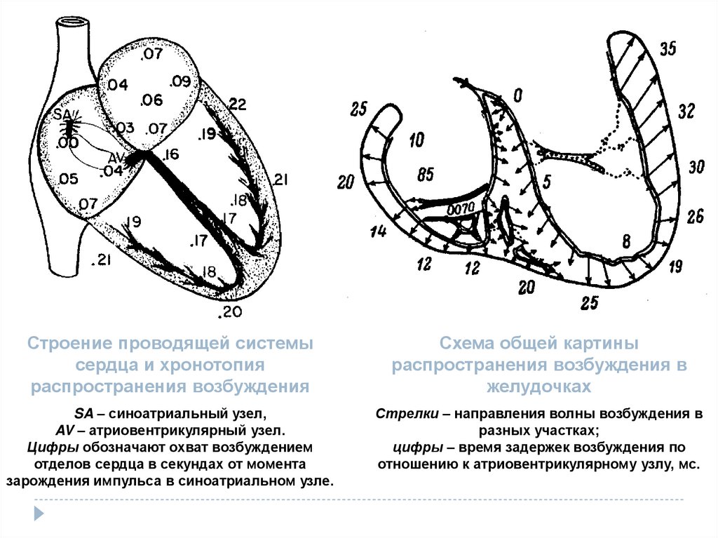 Строение проводя. Проводящая возбуждение система сердца. Распространение возбуждения в проводящей системе сердца. Схема возбуждения сердца. Строение проводящей возбуждение системы сердца.