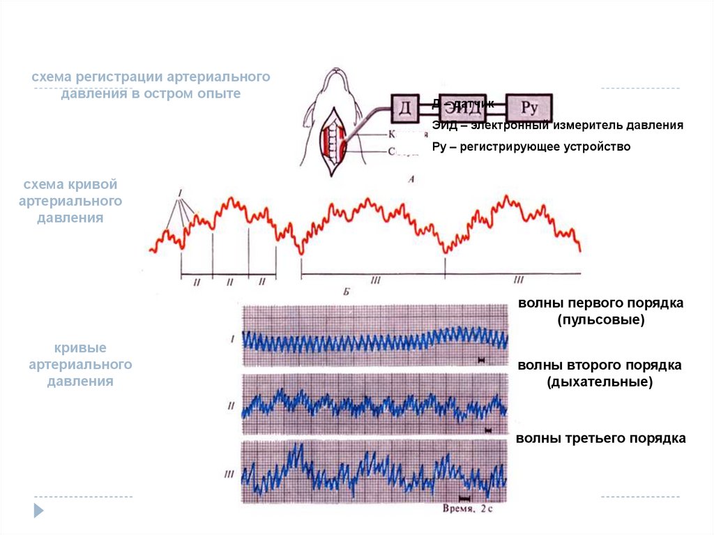 Давление волны. Кривая артериального давления в остром опыте. Волны 1 2 3 порядка на Кривой артериального давления.