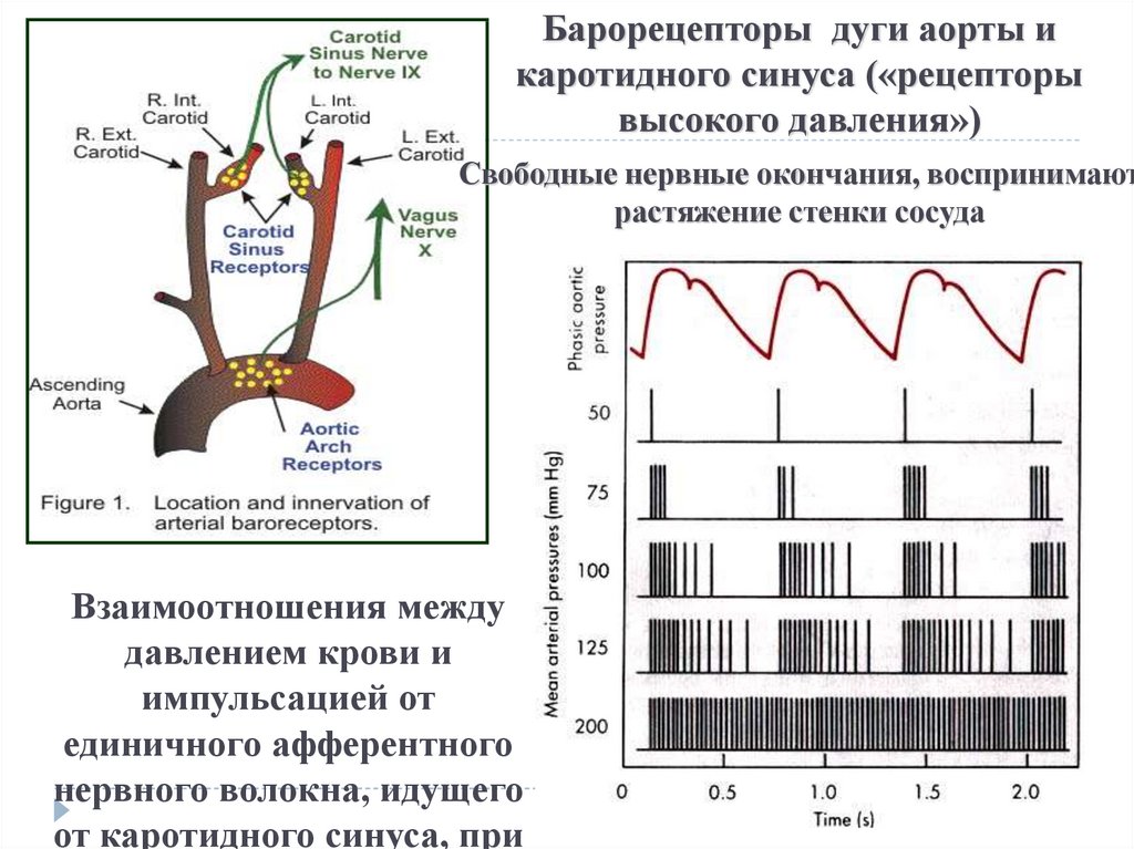 Барорецепторы это