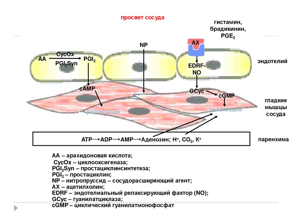 Просвет сосудов. Гистамин просвет сосудов. Влияние гистамина на сосуды. Брадикинин сосуды.