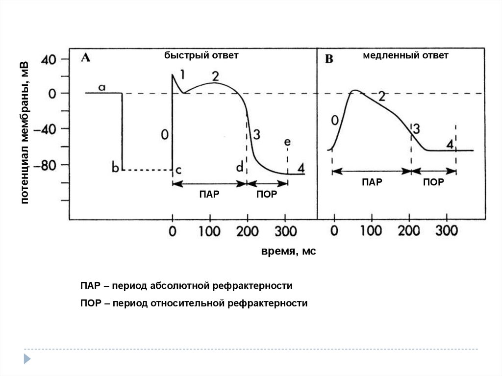 Время мс. Быстрые и медленные реакции. Медленный ответ. Быстрые и медленные ответы физиология. Рефрактерность к бета-2 агонистам.