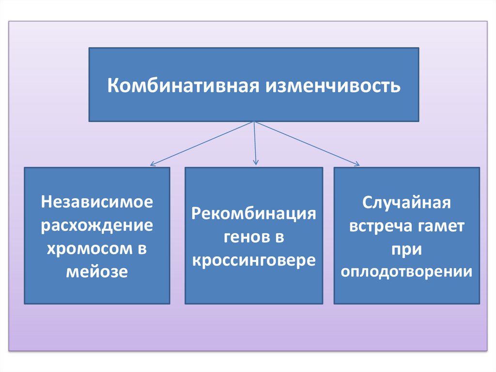 Класс случайная изменчивость