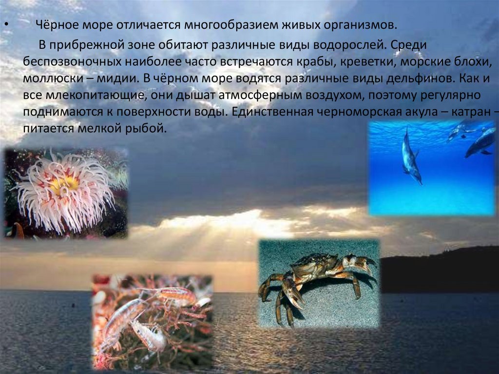 Черное море виды деятельности. Живые организмы черного моря. Черное море презентация. Море для презентации. Азовское море презентация.