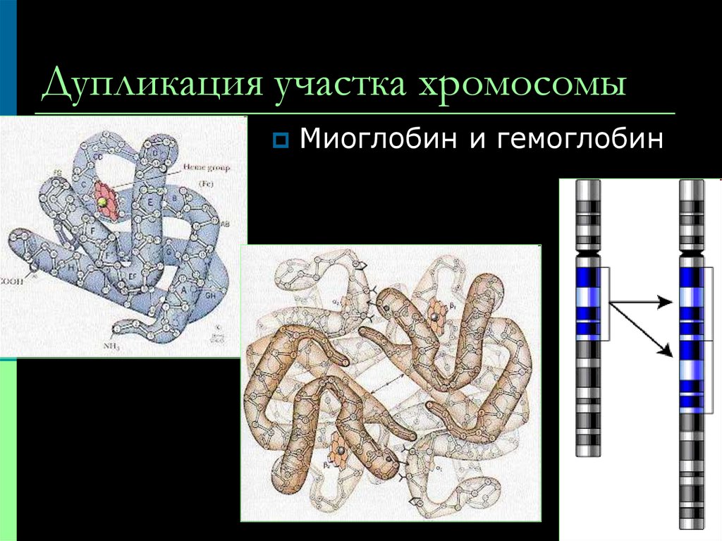 Удвоение участка хромосомы это. Участки хромосом. Разворот участка хромосомы. Дупликация хромосом болезни. Дупликация длинного плеча 9 хромосомы.