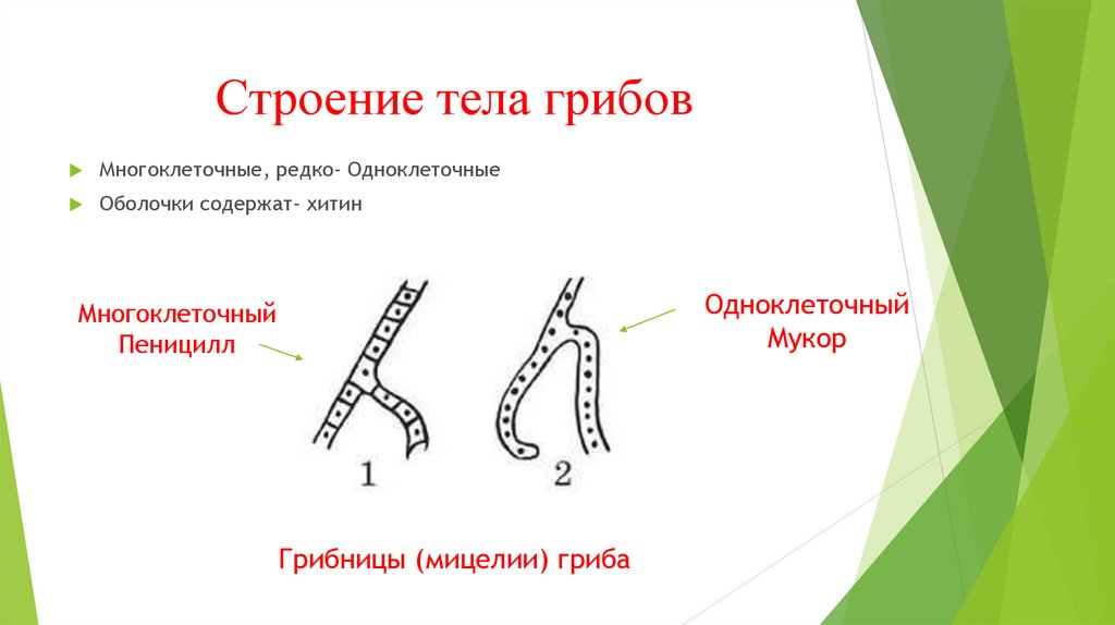 Строение многоклеточных. Строение грибов одноклеточных и многоклеточных. Одноклеточные грибы строение. Строение многошляпочного гриба. Строение многоклеточного гриба.