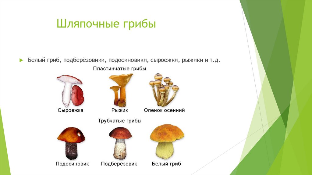 Какой тип питания характерен для подберезовика обыкновенного. Грибы строение шляпочных грибов. Доклад про грибы Шляпочные грибы. Шляпочные грибы 5 класс. Проект Шляпочные грибы.