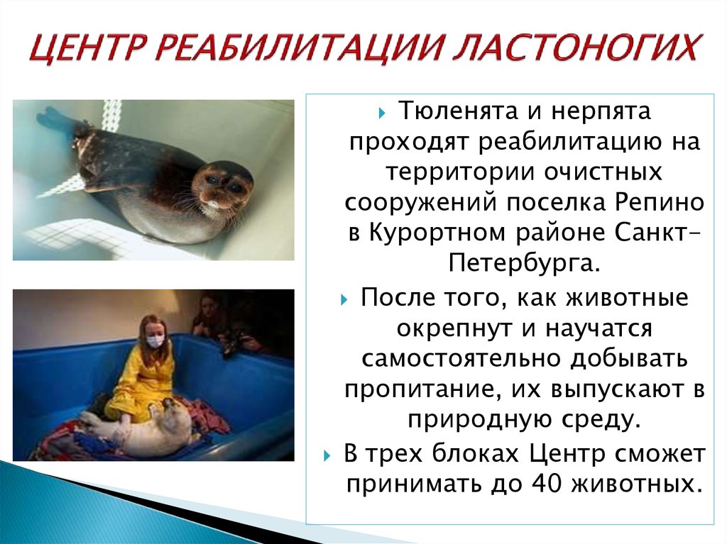 ЦЕНТР РЕАБИЛИТАЦИИ ЛАСТОНОГИХ